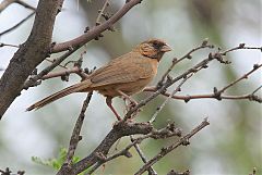 Abert's Towhee